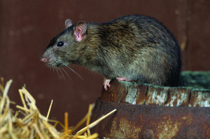 rat norway rat rodent