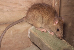rodent rat roof rat