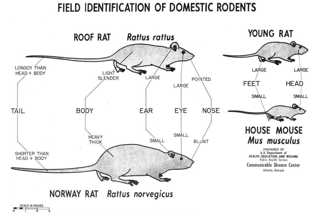 rodents id rats