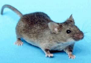 mouse rodent