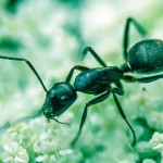 ant
