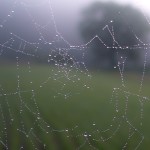 spider web